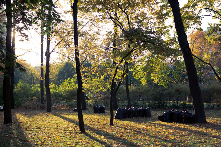A serene park scene during autumn with tall, slender trees that have dark bark and branches adorned with green and yellow leaves. Sunlight filters through the canopy, casting long, soft shadows across the grassy ground which is sprinkled with fallen yellow and brown leaves. In the background, there is a dense hedge and additional trees, creating a natural enclosure. In the foreground, several large black garbage bags are neatly gathered on the grass, suggesting a recent outdoor clearance of garden waste. The scene reflects an environment suitable for private waste removal services, with the bags placed away from pathways, ready for collection. The overall atmosphere is calm and natural, emphasizing a well-maintained outdoor space prepared for waste collection or disposal, related to private or alternative rubbish removal efforts in a park setting.
